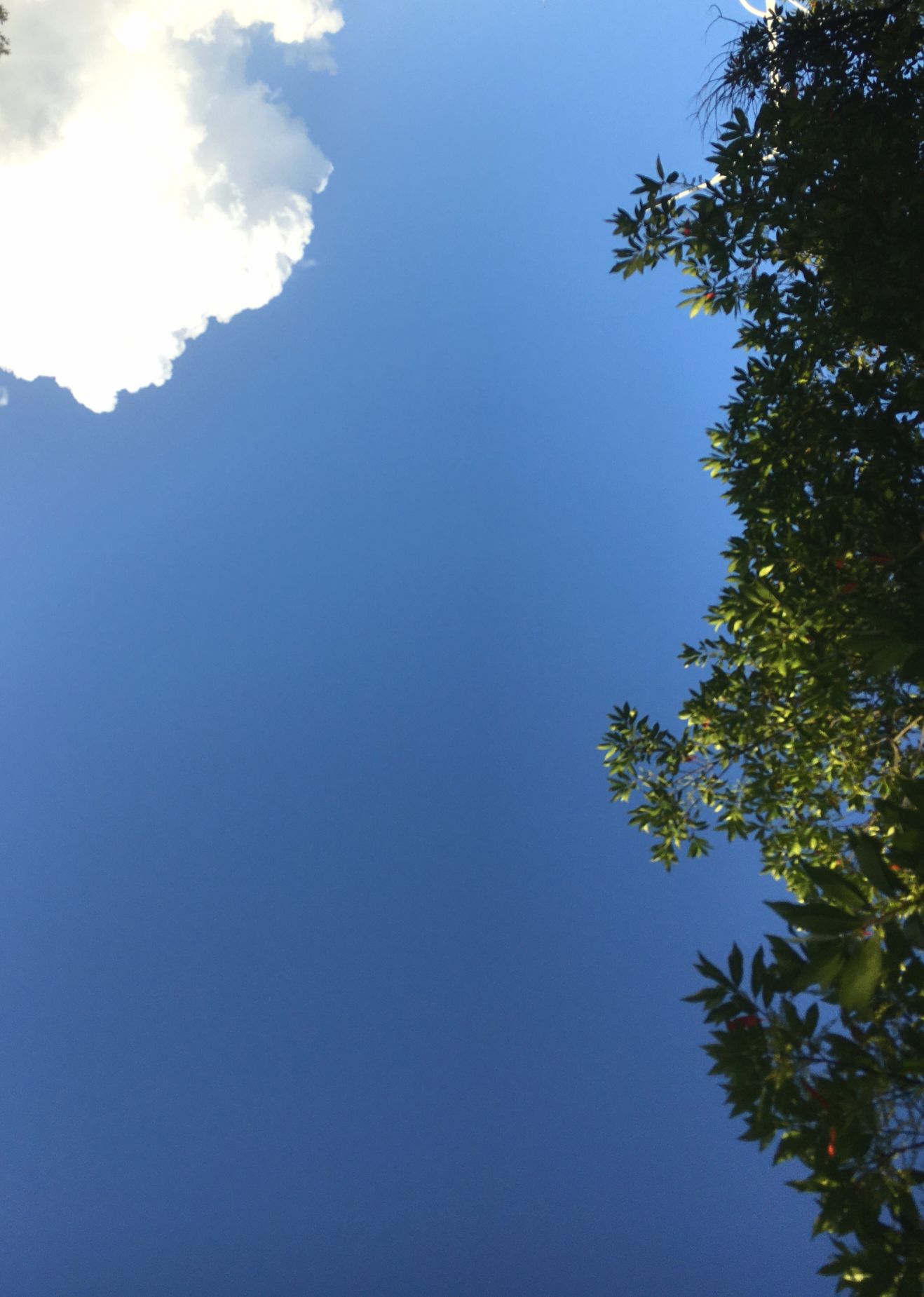 ⹳ͷ