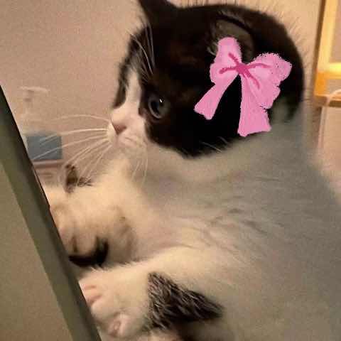 shoujiu6247716ͷ